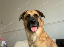 mixed breed