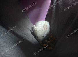 Male chinchilla