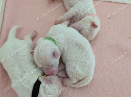 Cilla and Alfie have had puppies