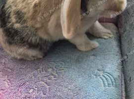 Female dwarf lop