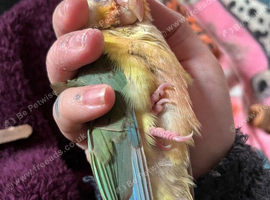 Green-cheek turquoise + Pineapple