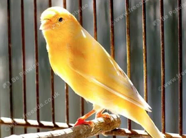 Pair of Roller canaries