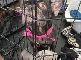 Pocket buĺly cross french bull dog