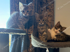 *ONLY Brown & Tabby Girl Available *