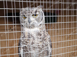 2 african eagle spotted owls