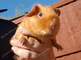 Guinea pigs bonded trio