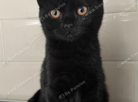 3 month old kitten