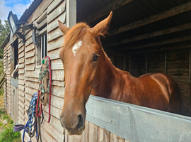 15.1 Chestnut Thoroughbred Gelding