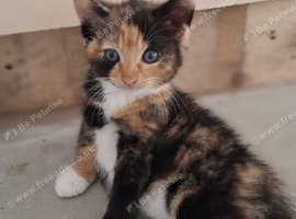 Kittens