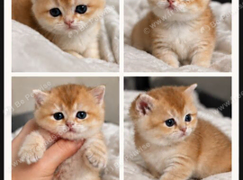 Scottish Straight Kitten