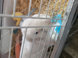 Female white bunny
