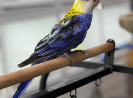 Rosella