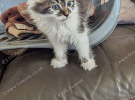 Beautiful male kitten looking for loving new home