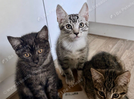 Maine Coon kittens