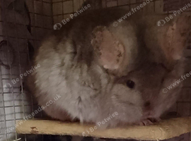 Bonded pair RPA /RPAc female Chinchillas