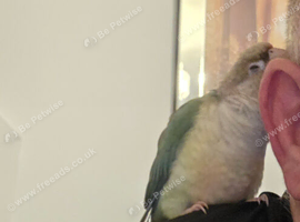 Silly tame conure
