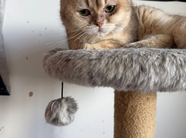 1 Year old Scotish fold for Rehoming
