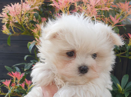 Asian Toy Poodle Maltipoo puppy