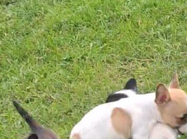 ADORABLE chihuahua X Boston terrier