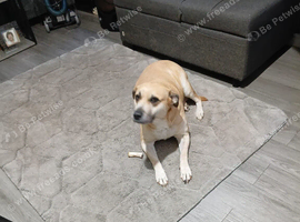 Penny the Labrador cross staff