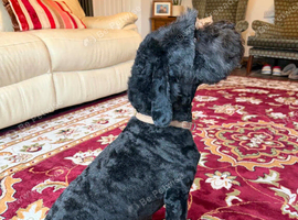 3 year old male small sproodle