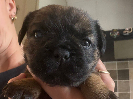 KC Border Terrier Pups