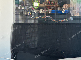 2 male budgies yr old