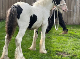 Black and white colt
