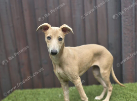 Whippet Female Pup 14 Weeks Old NOT KC