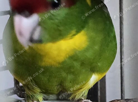 Kakarikis Handreared