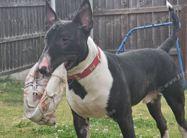 1 year old english bullterrier