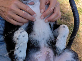 Beautiful boy looking for forever home