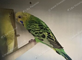 lovely markings female