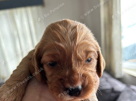Gorgeous Cockerpoo puppies
