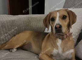 Beagle X Spaniel rehoming