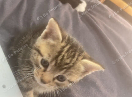 2 beautiful kittens