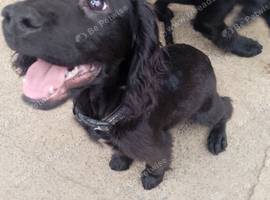 Cocker spaniel flat coat mixed puppies