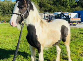 Batboy colt foal
