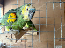 Proven pair of blue front Amazon for sale