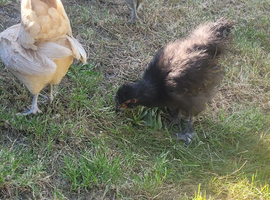 Silkie x serama