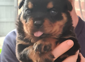Stunning kc registered German bred rottweiler puppies