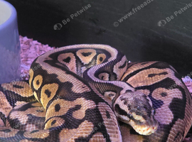 Fire fly pastel x banana fire bee (female)