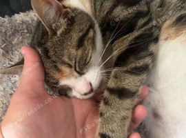 Female kitten