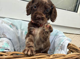 Beautiful cockapoo puppies