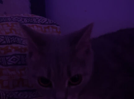 Grey cuddly cat