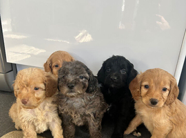 Stunning F1B cockapoo pups