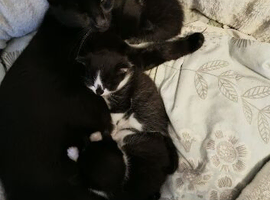 Kitten