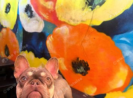 3 year old frenchie