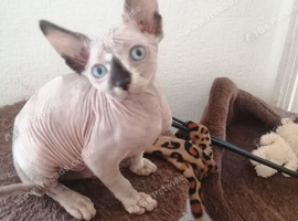 Sphynx kitten with a sky blue eyes