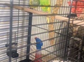 Cute budgies